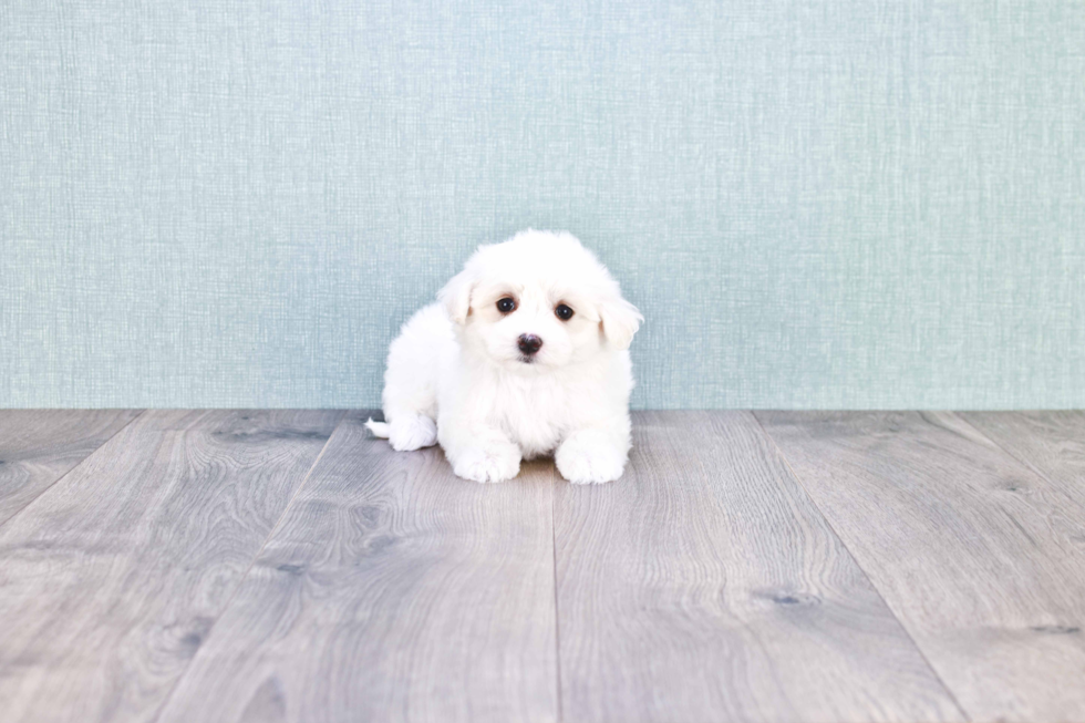 Energetic Maltepoo Poodle Mix Puppy