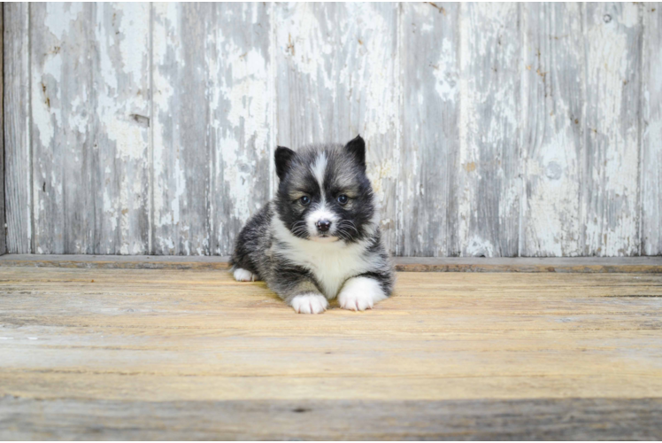 Pomsky Pup Being Cute