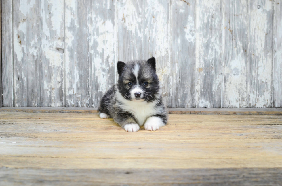 Pomsky Pup Being Cute