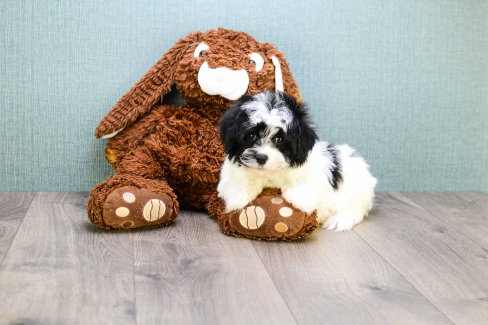 Havanese Pup Being Cute