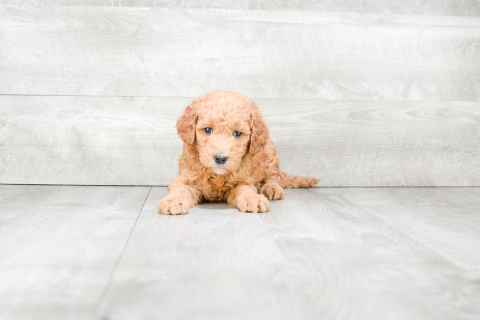 Mini Goldendoodle Puppy for Adoption