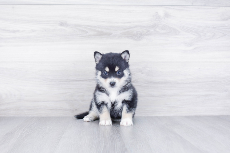 Pomsky Pup Being Cute