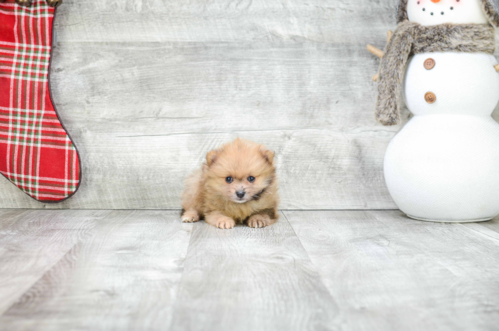 Pomeranian Pup Being Cute