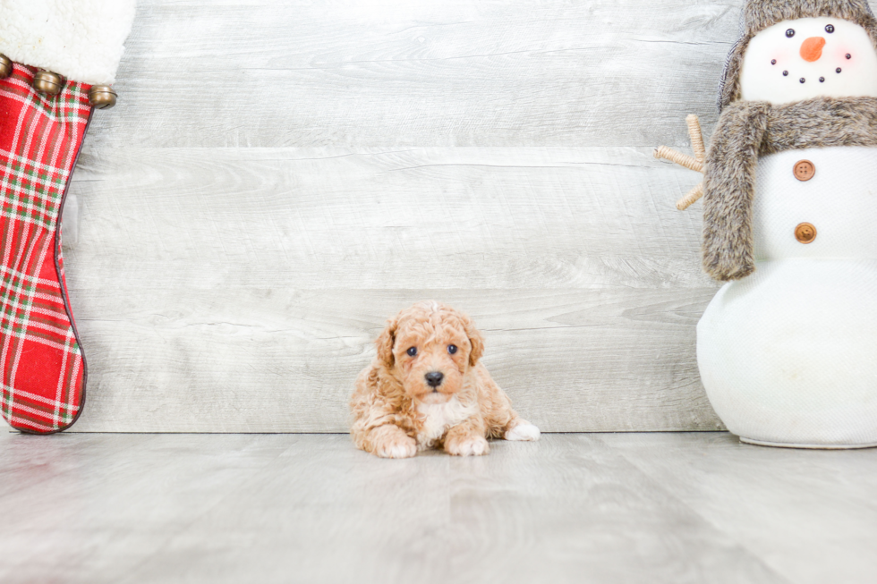 Best Maltipoo Baby