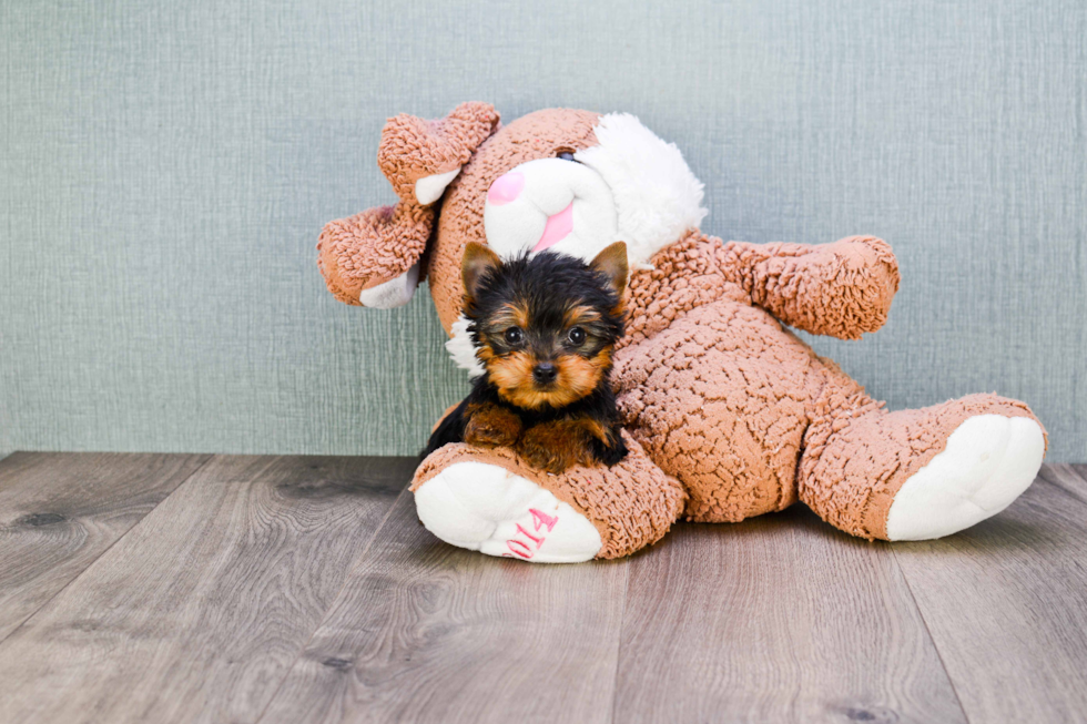 Meet Beckham - our Yorkshire Terrier Puppy Photo 