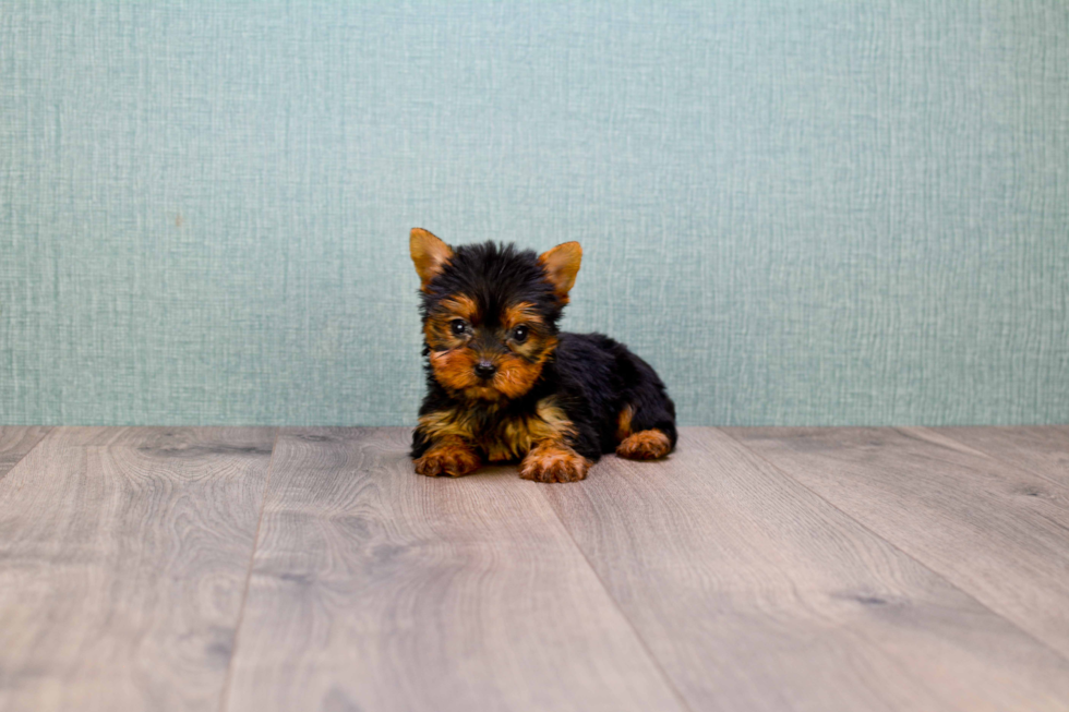 Meet Sandra - our Yorkshire Terrier Puppy Photo 