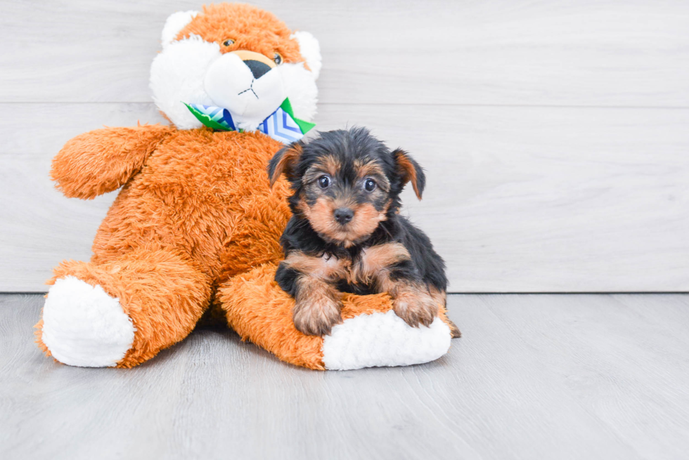 Meet Izzie - our Yorkshire Terrier Puppy Photo 
