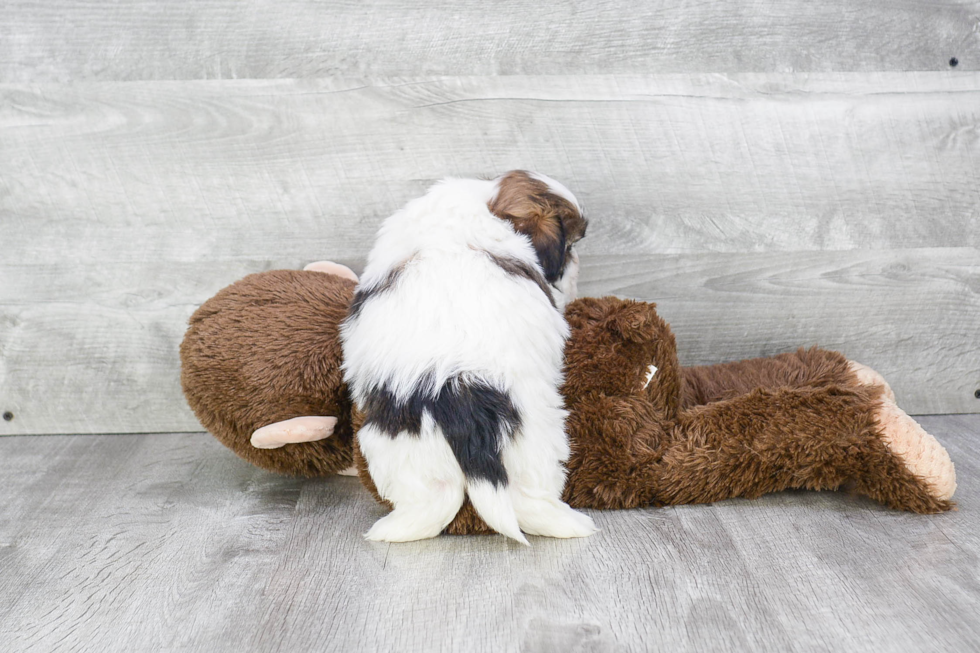 Teddy Bear Pup Being Cute