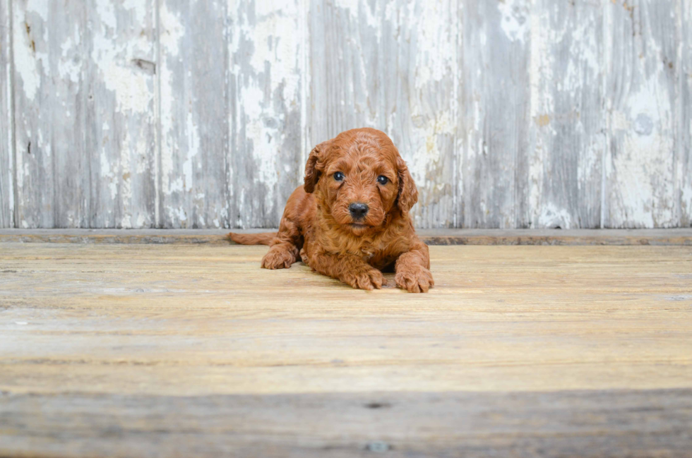 Best Mini Goldendoodle Baby