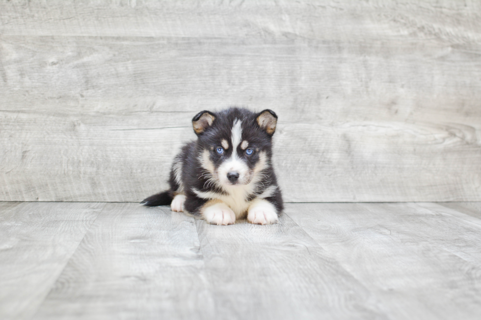 Friendly Pomsky Baby