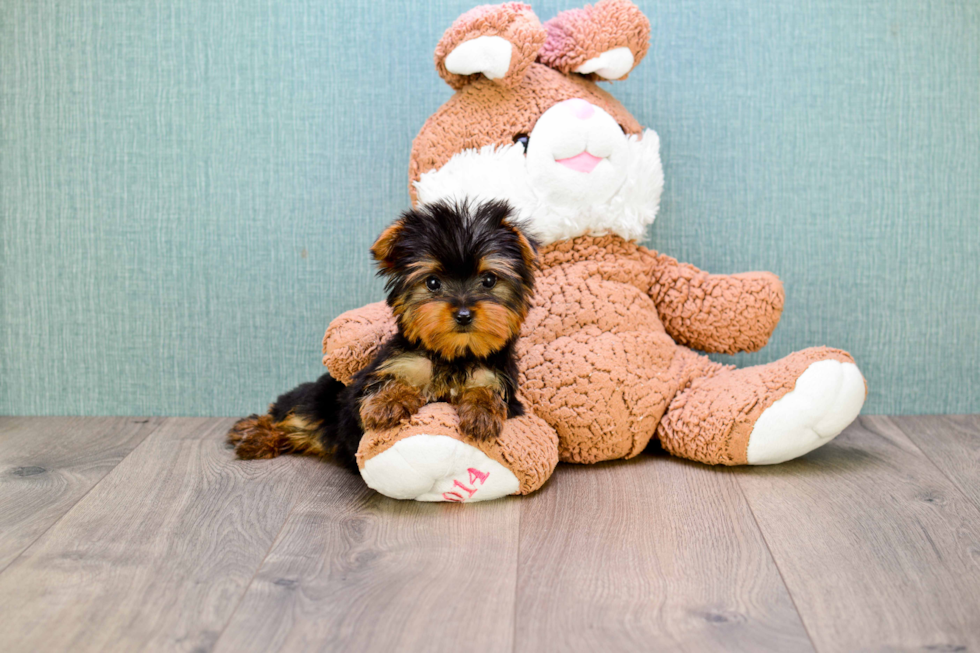 Meet Beckham - our Yorkshire Terrier Puppy Photo 