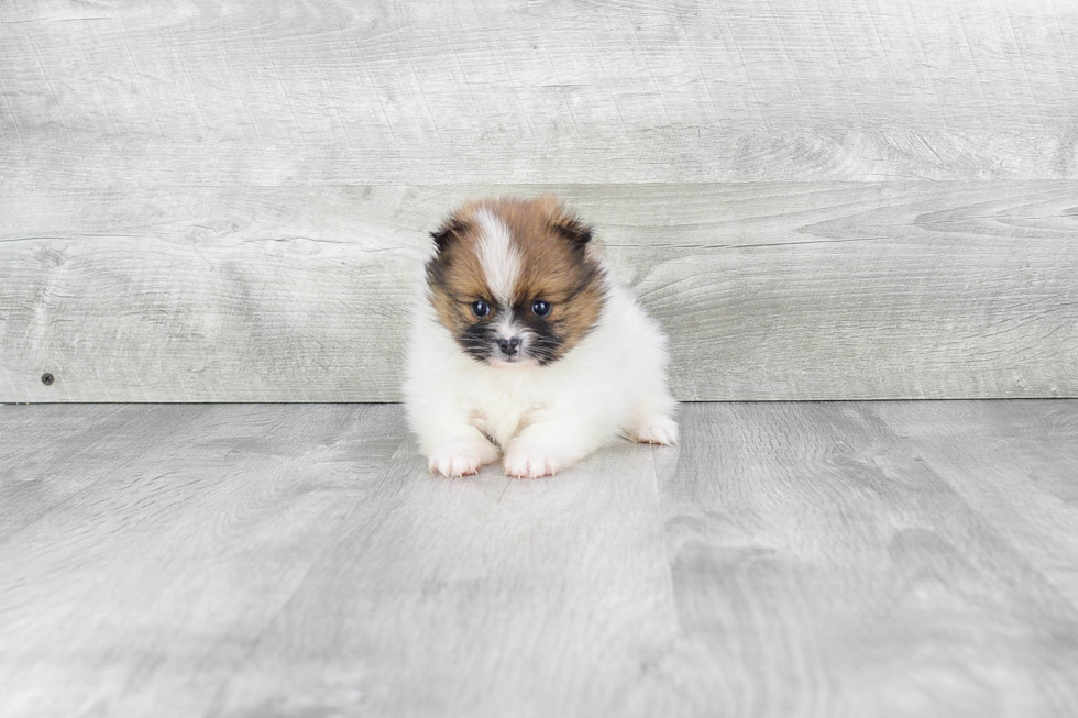 Akc Registered Pomeranian Baby