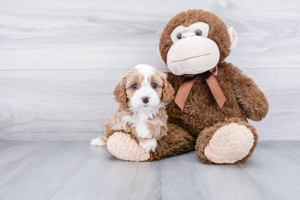 Adorable Cavoodle Poodle Mix Puppy