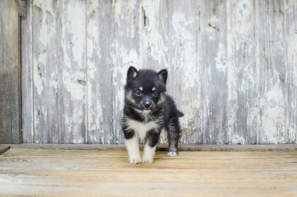 Popular Pomsky Designer Pup