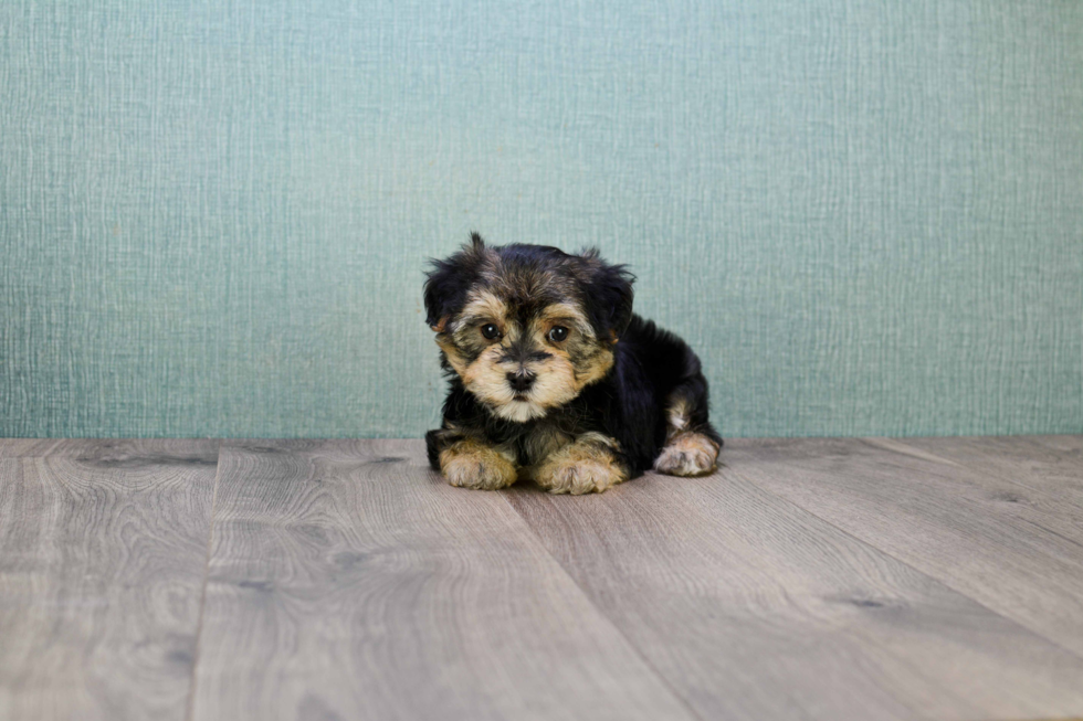 Hypoallergenic Yorkie Designer Puppy