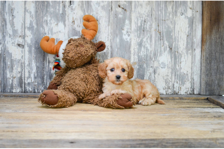 Funny Cavapoo Poodle Mix Pup