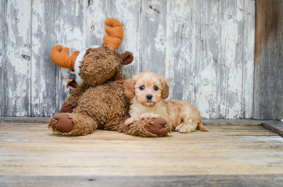 Funny Cavapoo Poodle Mix Pup