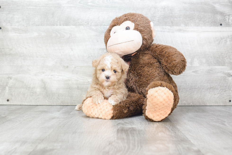 Hypoallergenic Maltepoo Poodle Mix Puppy