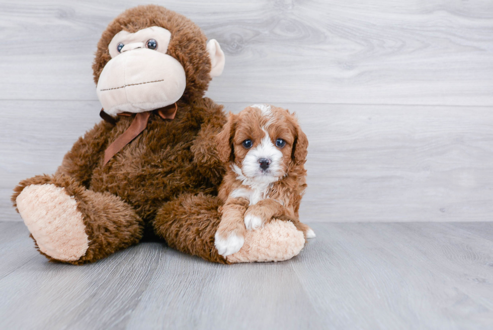 Cavapoo Pup Being Cute