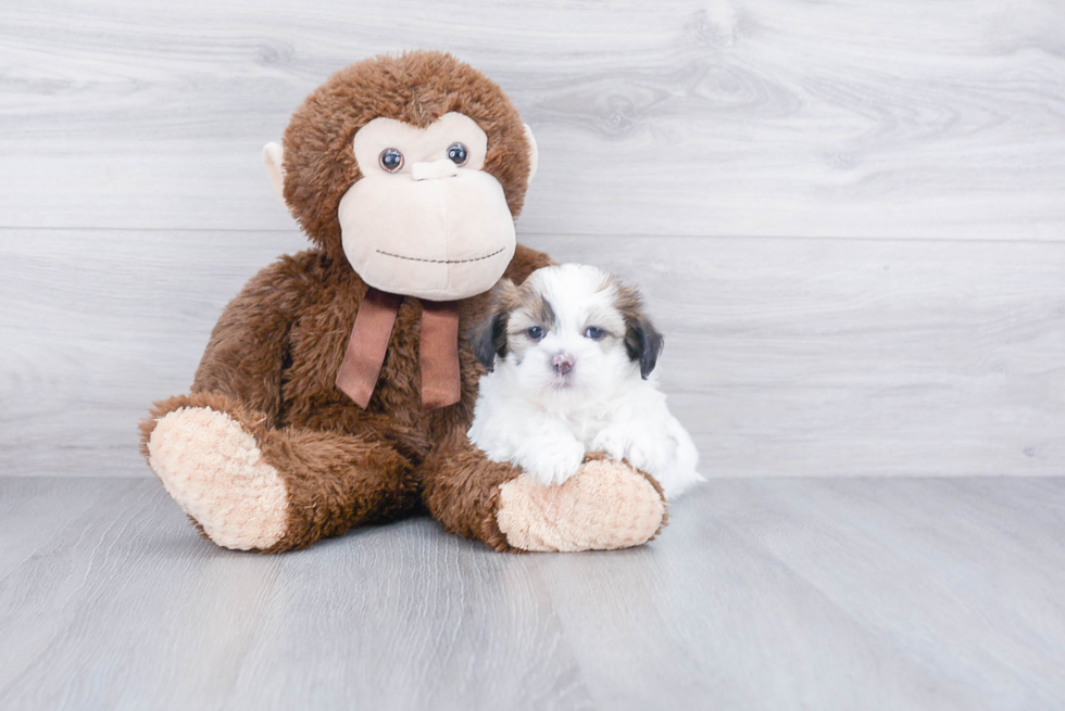 Teddy Bear Pup Being Cute