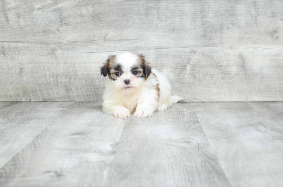 Teddy Bear Puppy for Adoption