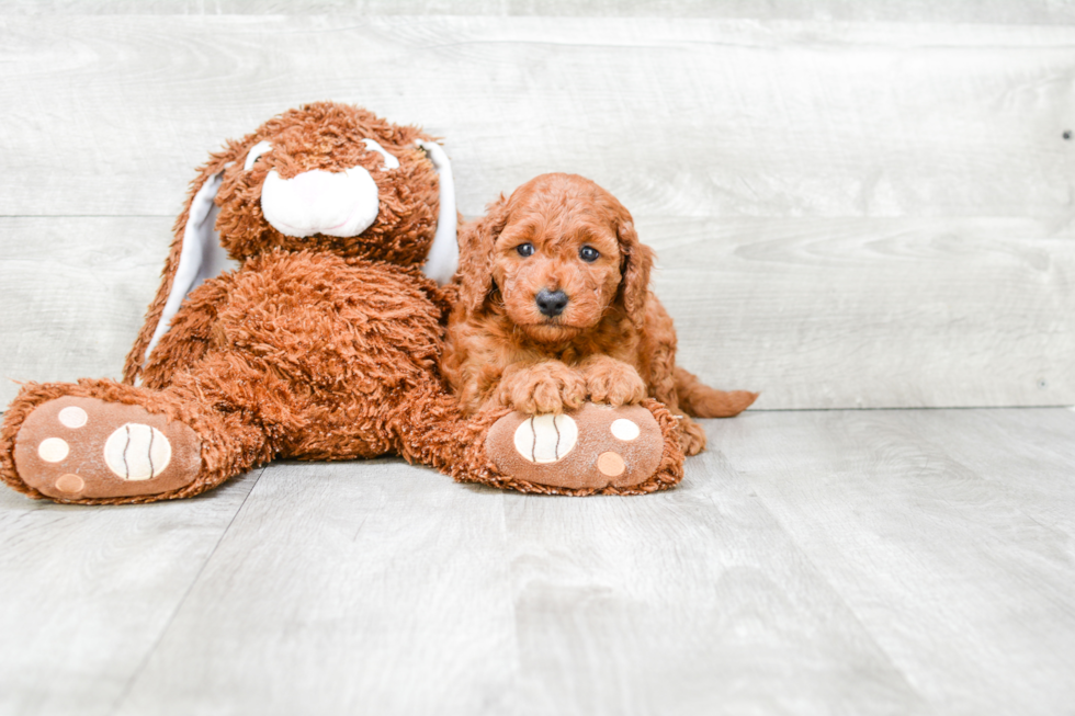 Small Mini Goldendoodle Baby