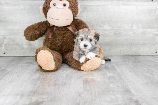 Popular Havanese Baby