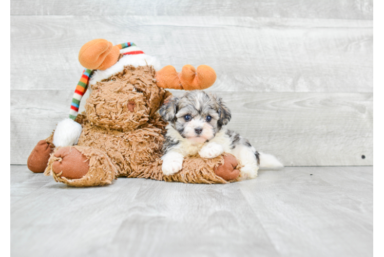 Havanese Puppy for Adoption