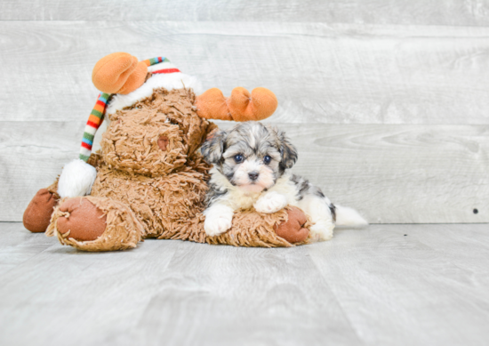 Havanese Puppy for Adoption