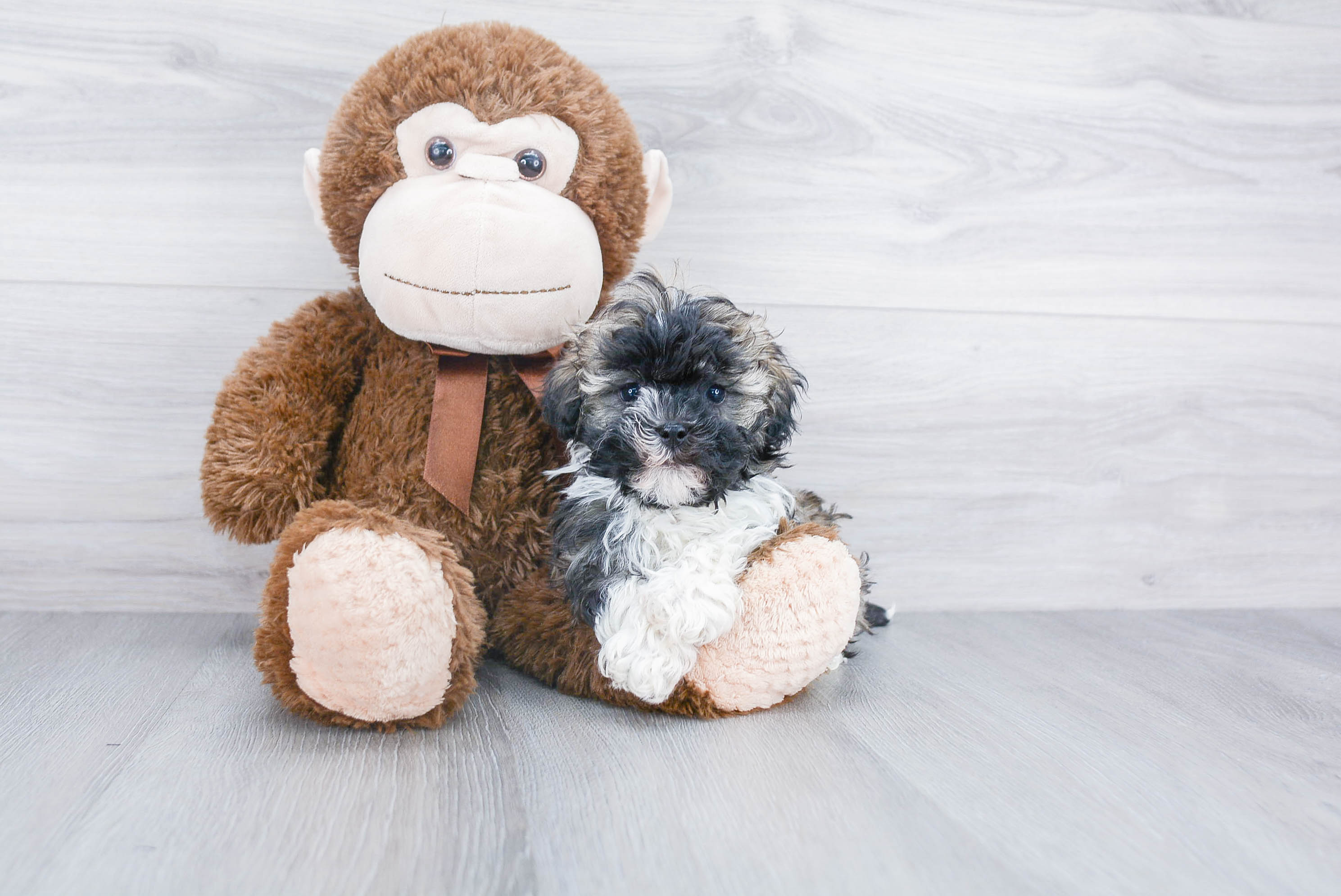 Havanese Puppy for Adoption