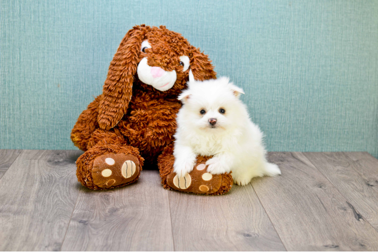 Maltipom Pup Being Cute