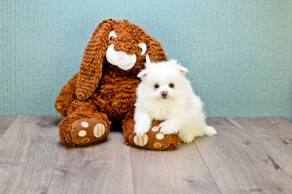 Maltipom Pup Being Cute