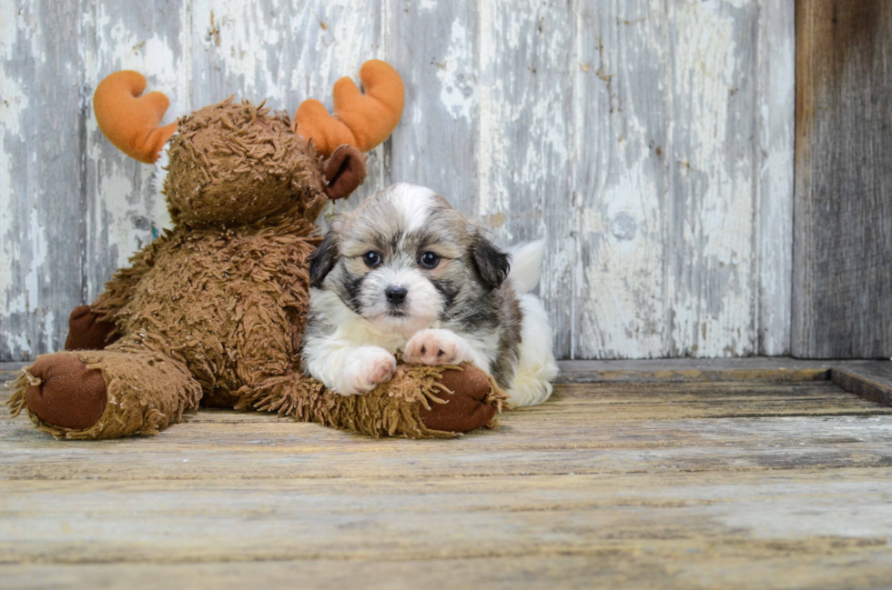 Hypoallergenic Shit Designer Puppy