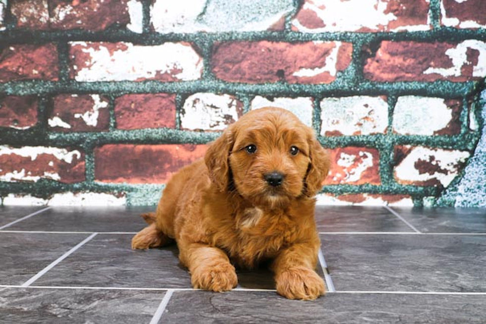 Playful Golden Retriever Poodle Mix Puppy