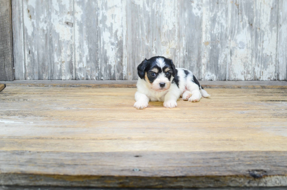 Best Cavachon Baby