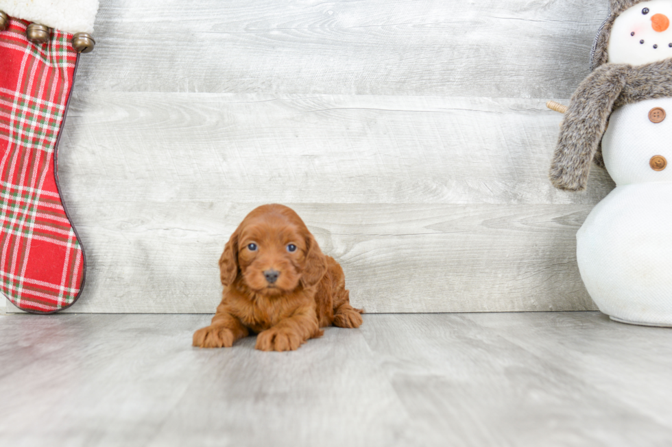 Cockapoo Pup Being Cute