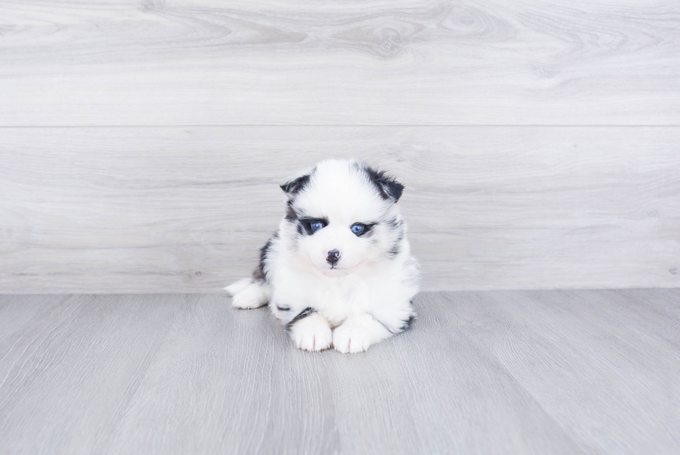 Cute Pomsky Baby