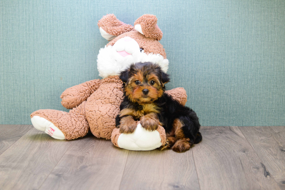 Meet Jeremy - our Yorkshire Terrier Puppy Photo 