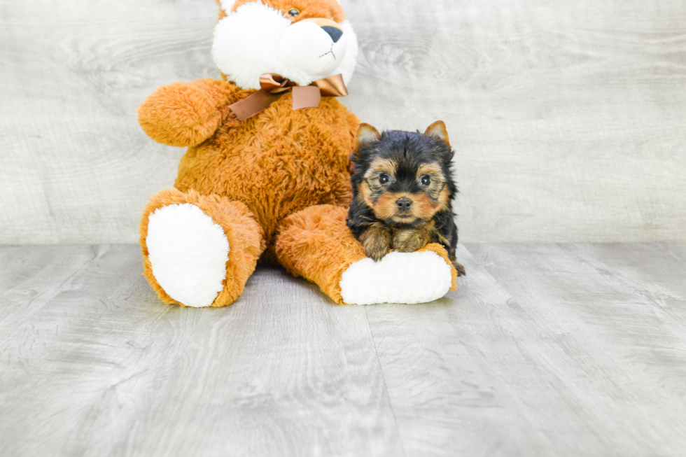 Meet Capone - our Yorkshire Terrier Puppy Photo 