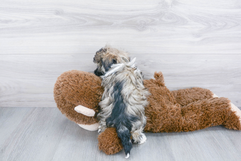 Havanese Pup Being Cute