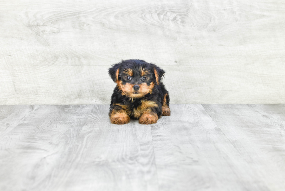 Meet Timmy - our Yorkshire Terrier Puppy Photo 