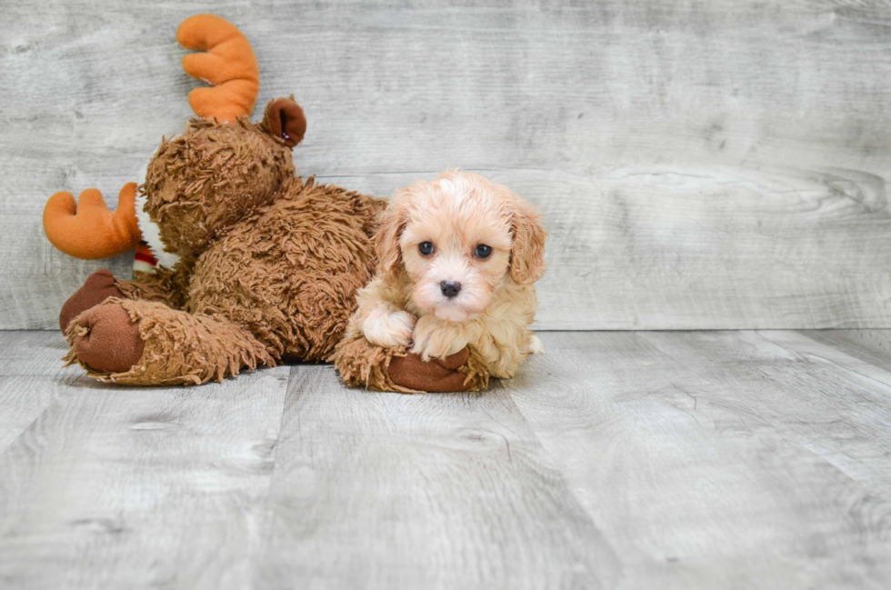 Best Cavapoo Baby