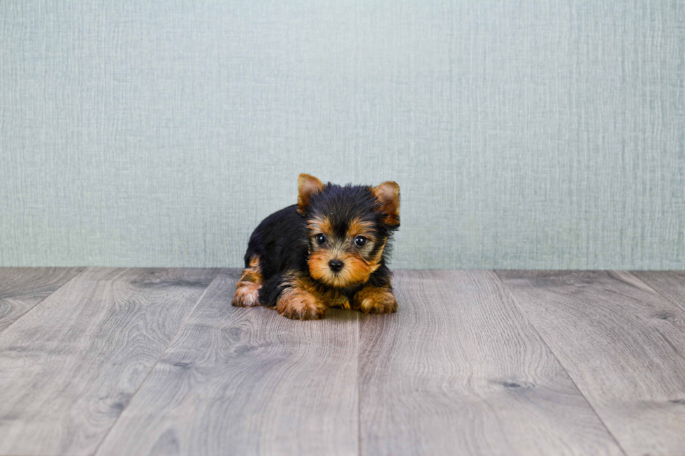 Meet Tinkerbell - our Yorkshire Terrier Puppy Photo 