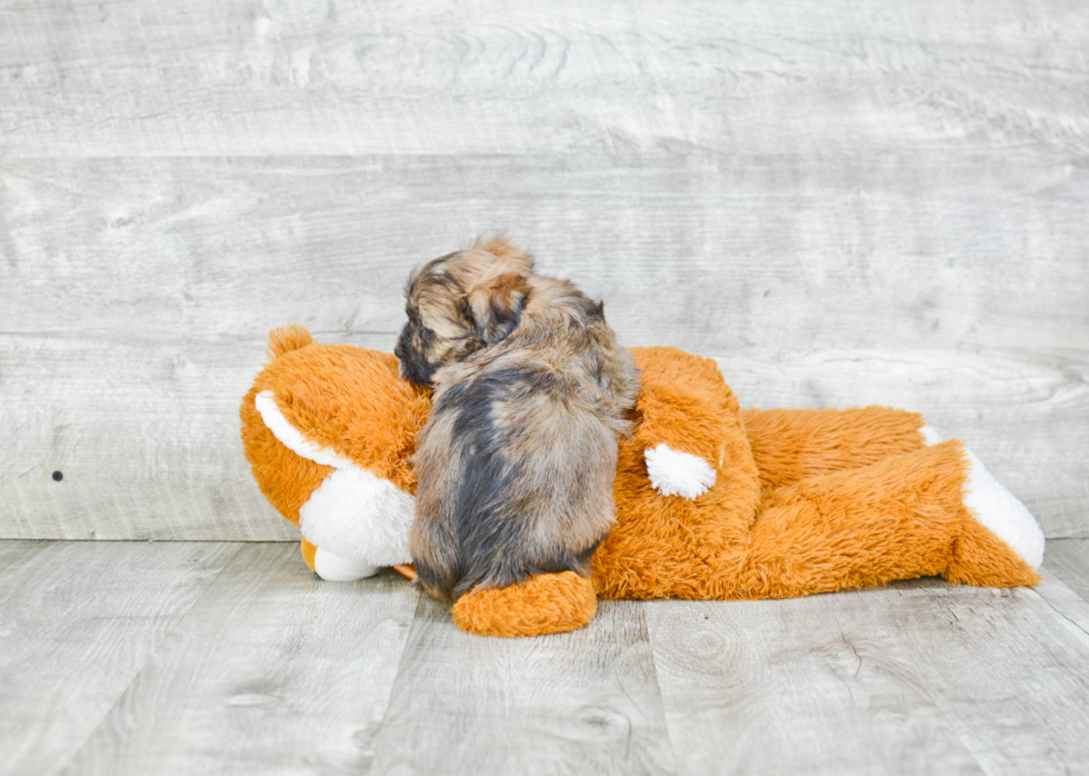 Happy Havanese Purebred Puppy