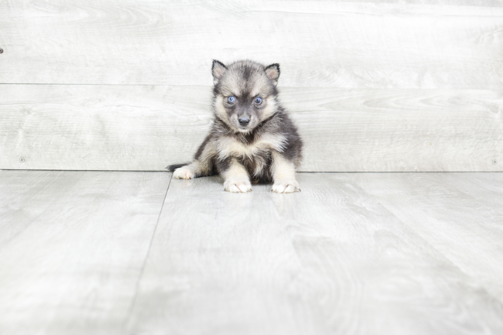 Best Pomsky Baby