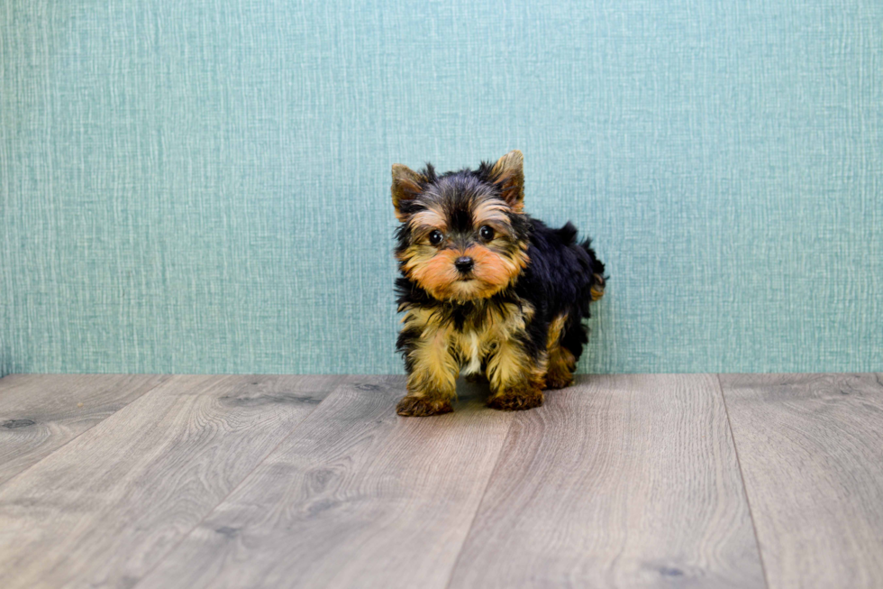 Meet Rocky - our Yorkshire Terrier Puppy Photo 