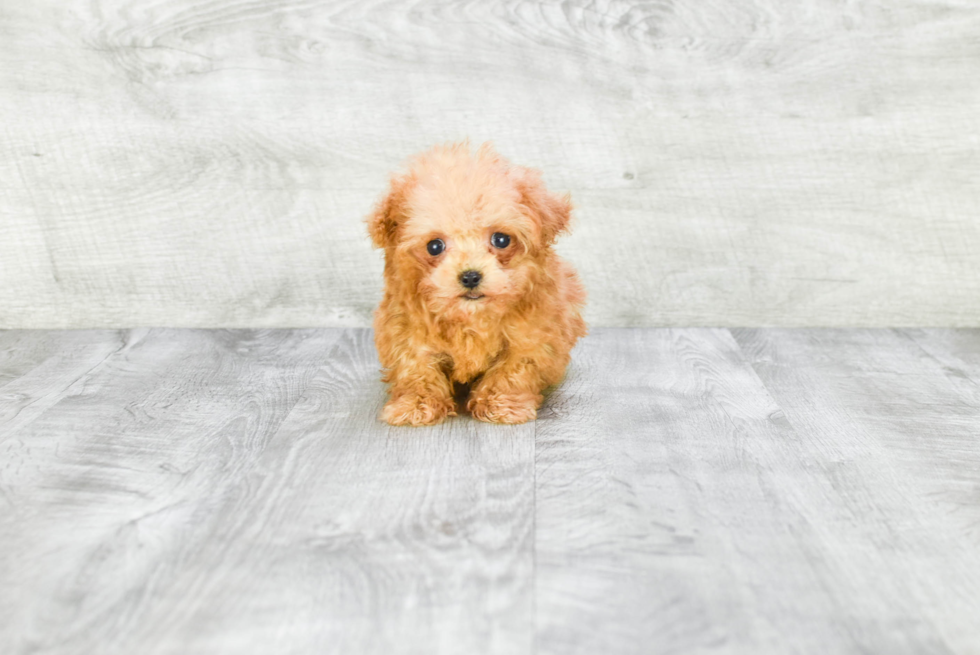 Hypoallergenic Poodle Purebred Pup