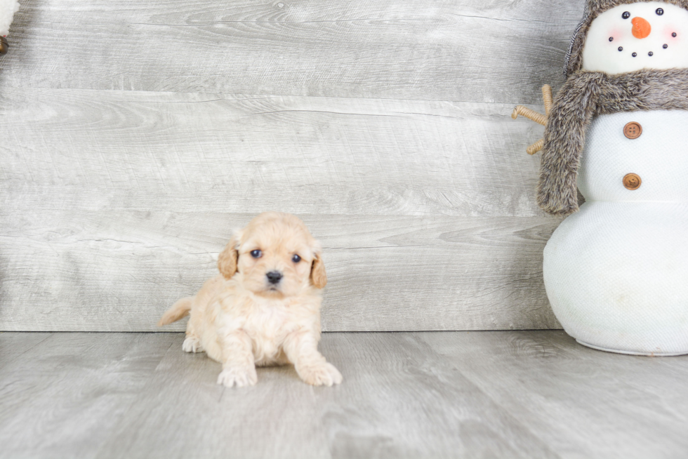 Cavachon Puppy for Adoption