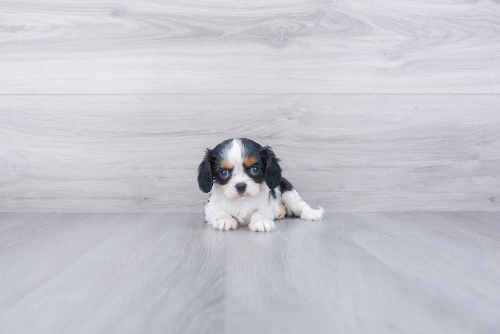 Cavalier King Charles Spaniel Puppy for Adoption