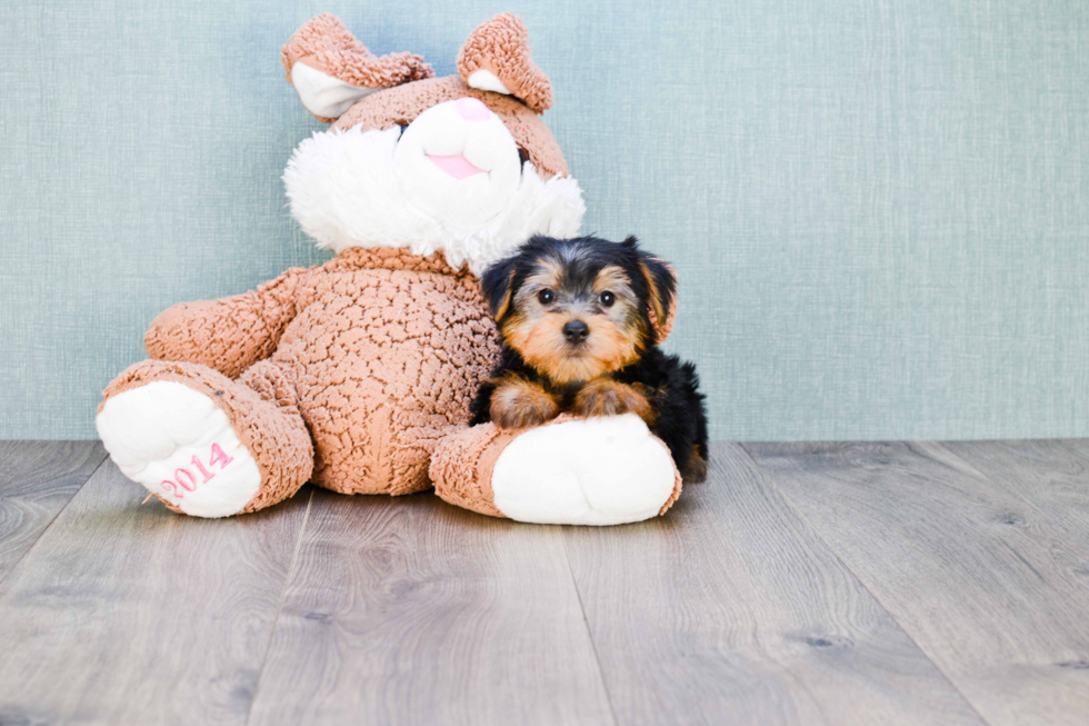 Meet Lisa - our Yorkshire Terrier Puppy Photo 